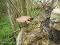 dryad's saddle, dryad's saddle-5